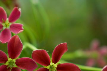 Red flowers, blurred backgrounds, green spaces for text input.