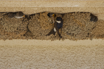 Hirondelles de fenêtre à Ponte Lecchia (2B Corse) © Patrick