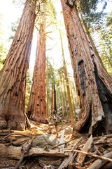 Hiker in Sequoia national park in California, USA
