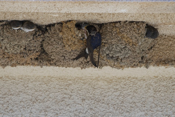 Hirondelles de fenêtre à Ponte Lecchia (2B Corse) © Patrick