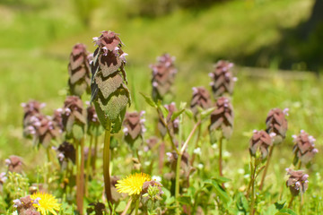 ヒメオドリコソウ