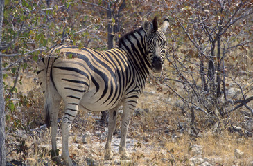 zebra in etosha park