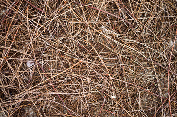 Many small dry twigs on the ground