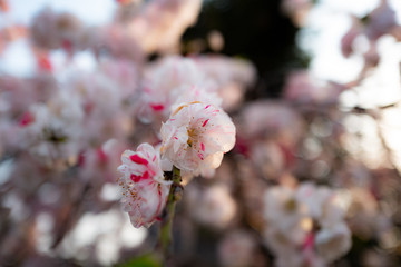 夕方の桜