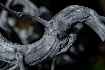 Türaufkleber 盆栽の幹 © Ryoma