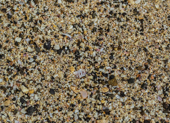 sand beach texture with shells and small pebbles close-up