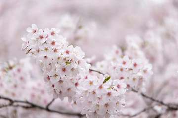 sakura japan