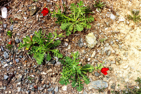 The plant (Glaucium corniculatum) grows in the mountains