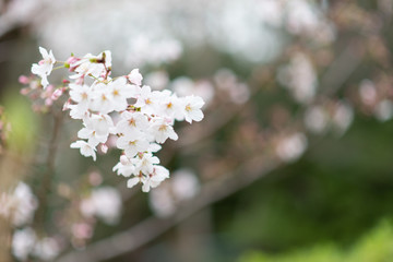 sakura japan