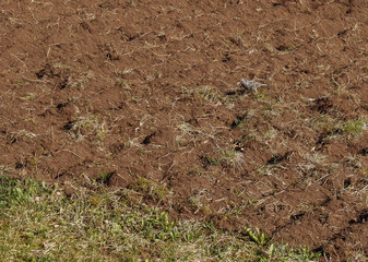Vogel auf dem Acker