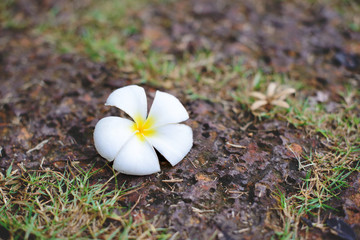 White plumeria flowers at the stone walk way. Free copy space.