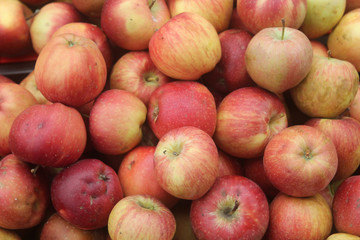 big pile of ripe red and yellow apples