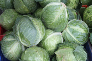 Fototapeta na wymiar Pile of green cabbage heads