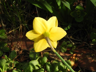 スイセンの背中