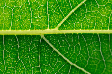 Colorful textures green leaf background.Close up leaf line.