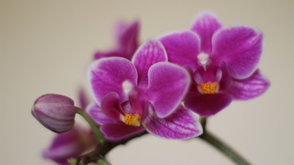 Fototapeta na wymiar Beautiful orchid abode of intense color and a lot of beauty