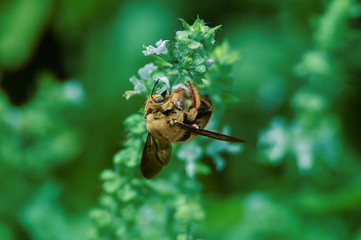 Transparent and fluffy brown wings wasp all over his body perched on flowers