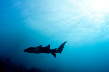 Diving the Maldives