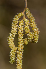 Haselnuss Fruchtstand