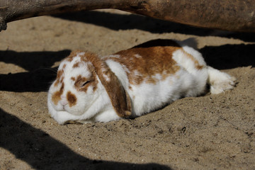 Full body of sleeping brown-white domestic pygmy rabbit (bunny)