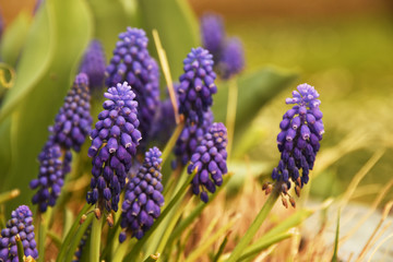 Muscari