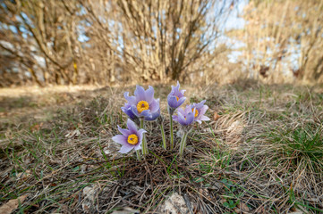 Spring colorful anemones 