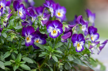 Obraz na płótnie Canvas Garden Pansy or Viola Tricolor