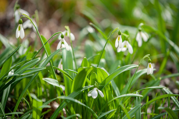 Early spring snowdrops