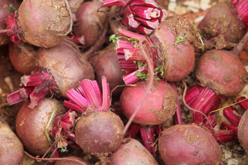 Pile of ripe red beets in soil