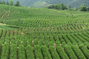 Tea Picking in Chinese Tea Gardens