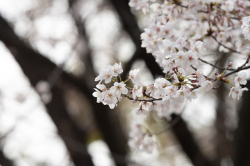 Fototapeta premium Cherry blossom in spring for background or copy space for text