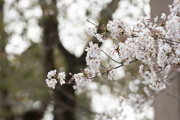 Cherry blossom in spring for background or copy space for text