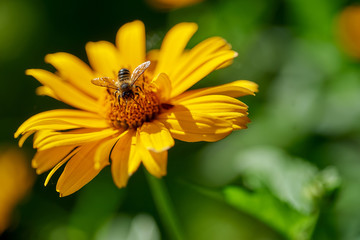 bee collecting nectar
