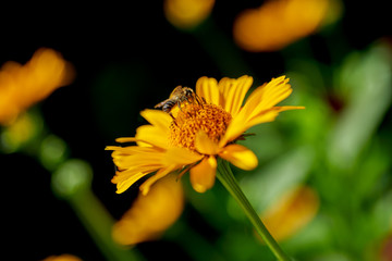 bee collecting nectar