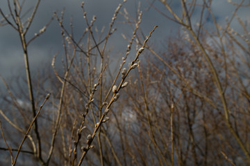 Pussy willow close up on the 13th of April in Latvia - Spring flowers and tree twigs