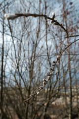 Pussy willow close up on the 13th of April in Latvia - Spring flowers and tree twigs