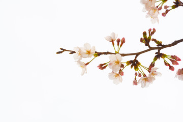 Fototapeta na wymiar Cherry blossom in spring for background or copy space for text
