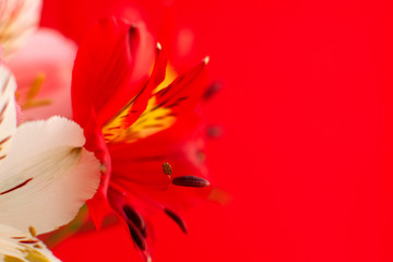 Flower bud on a red background. Macro. Delicate petals of Alstroemeria close-up on a red background for design. Flowers in spring and summer.
