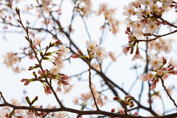 Cherry blossom in spring for background or copy space for text