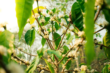 Season of flowers, coffee and sunlight