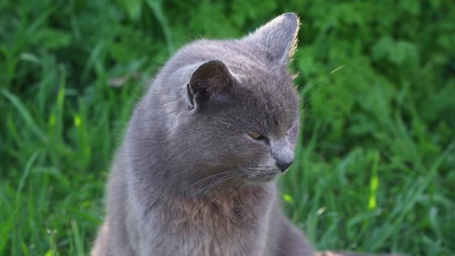 A gray cat proudly sits on the green grass alone