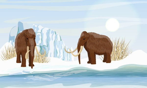 Two large woolly mammoth. Snow and glacier. Dry frozen grass by the sea. Prehistory animals. Ice Age. Extinct animals of Siberia, Eurasia and North America. Realistic Vector Landscape