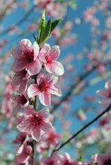 pink cherry blossom flower in spring time over blue sky.