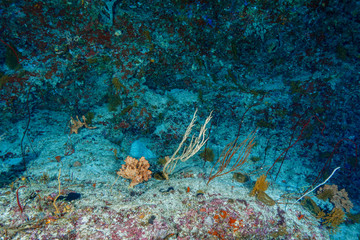 Diving the Maldives