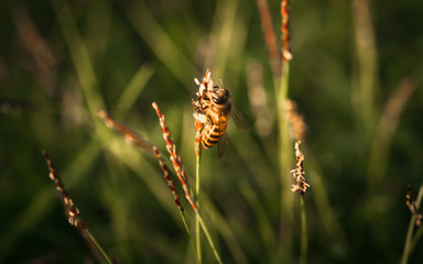 Bee labor is collecting pollen in yellow grass garden