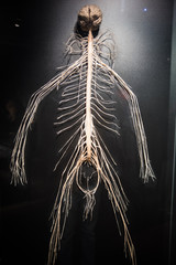 nervous system of a human