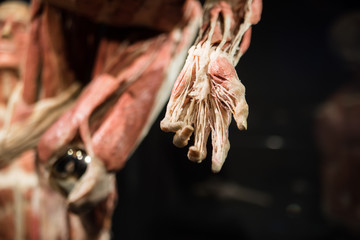 human hand without skin.