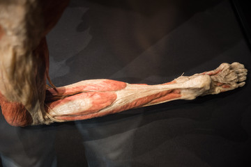 human leg muscle