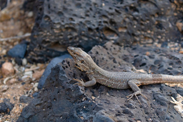 Light brown Sothern Tenerife lizard (female) on the lava rocks, Canary Islands, Tenerife, Spain - Image
