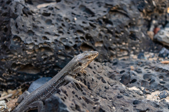 Close-up of Gallotia galloti (Southern Tenerife lizard), Canary Islands, Tenerife, Spain - Image